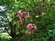 26  Lilium martagon (Giglio martagone)